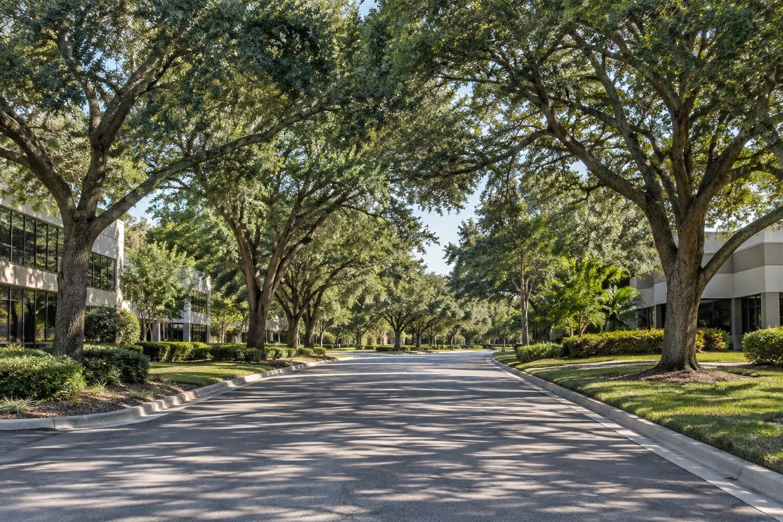 A shaded oak lined Maitland street, illustrative